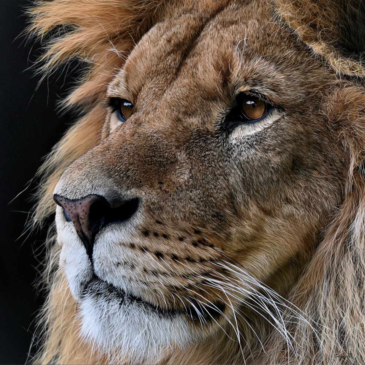 Close-up portrait of lion's face showing tawny mane fur, amber eye, and black background