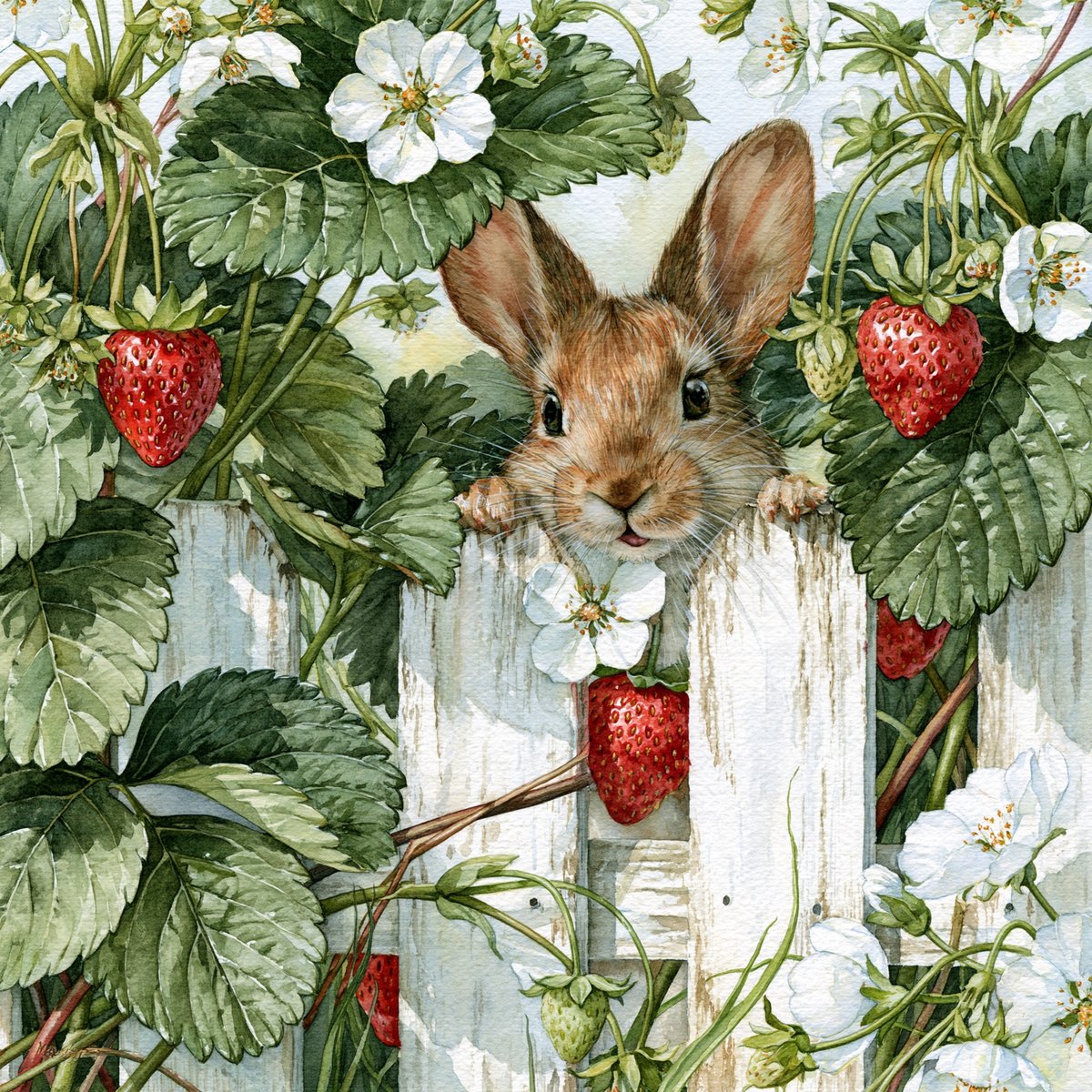 Watercolour illustration of white rabbit peeking over white picket fence with strawberry leaves and red strawberries
